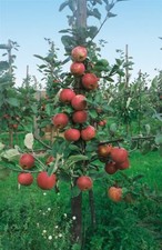 Malus roter boskoop gebraucht kaufen  Westerstede