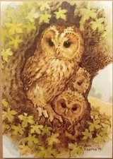 Tawny owl young for sale  EXMOUTH