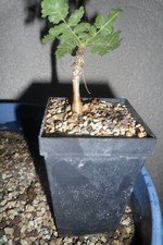 Boswellia sacra sukkulente gebraucht kaufen  Einhausen