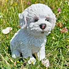 Bichon frise puppy for sale  BRIGHTON