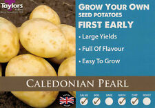 Caledonian pearl seed for sale  ROSS-ON-WYE