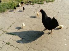Stück gemischte eier gebraucht kaufen  Karby