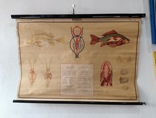 Tavola didattica pesci usato  Torino