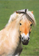 Pferd horse postcard gebraucht kaufen  Deutschland