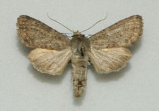 Noctuidae - Polia serratilinea - Geórgia, usado comprar usado  Enviando para Brazil
