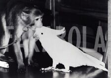 Foto Vintage Animali UK Scimmia bacia pappagallo stampa 18x13 cm comprar usado  Enviando para Brazil