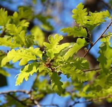 Quercus gussonei rovere usato  Napoli