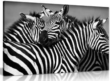 Black white zebra for sale  LONDON