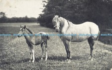 R615831 mothers pride for sale  WARLINGHAM