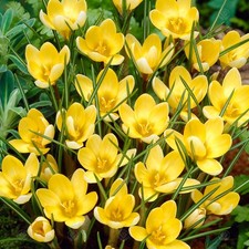 Crocus romance early for sale  UK