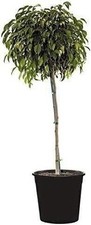 Ficus benjamina weeping for sale  USA