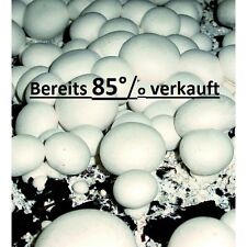 Champignon zuchtset champignon gebraucht kaufen  Frankfurt (Oder)