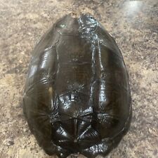 snapping turtle shell for sale snapping turtle shell for sale Sugar Grove