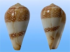 Conidae conus mercator usato  Roma