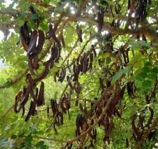 Carob bean chocolate for sale  OLDHAM