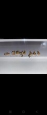 gold nose stud for sale gold nose stud for sale SUNDERLAND