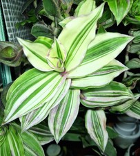 Callisia congesta soconuscensi gebraucht kaufen  Hannover