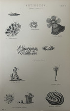 Antique 1870s coral for sale  TORRINGTON