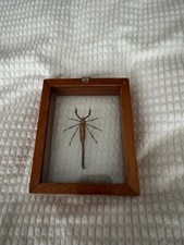 Scorpion specimen encased for sale  Glenwood Springs