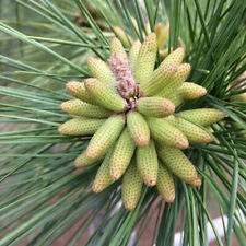 Pinus palustris tree for sale  Oakland Gardens