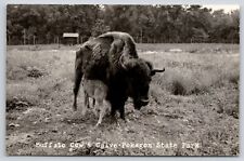 Bison buffalo cow for sale  Richmond