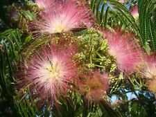 Albizia julibrissin silk for sale  ST. ASAPH