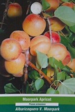 Moorpark apricot tree for sale  Ben Wheeler