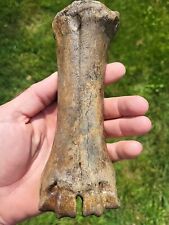 Bison metacarpal historic for sale  Egan