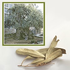 Vtg sprig olive for sale  Champaign