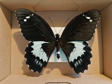 Schmetterling entomologie inse gebraucht kaufen Schmetterling entomologie inse gebraucht kaufen  Veitshöchheim