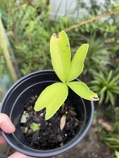 Mexican cardboard palm for sale  Greenville