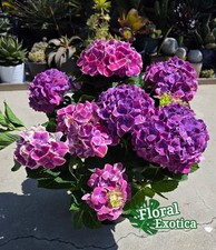 Florist premium hydrangea for sale  West Covina