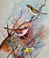 Chiffchaff. whitethroat. warbl for sale  NELSON
