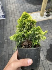 Golden dwarf hinoki for sale  Wallkill