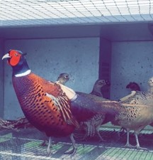 X12 ringneck eggs for sale  LLANDINAM