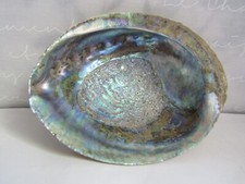 Large oramental shell for sale  RUGBY