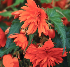 Begonia funky orange for sale  STOCKPORT