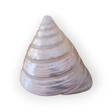 Grande conchiglia marina usato  Arcore