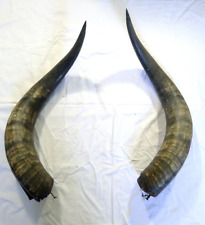 Antica coppia corna usato  Cremona
