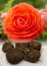 Orange double begonia for sale  ALFRETON