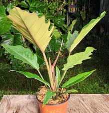 Philodendron pluto plant for sale  Hollywood
