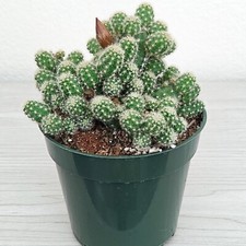 Cactus plant echinopsis for sale  San Jose