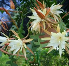 Bouture cutting cactus d'occasion  Montpellier-