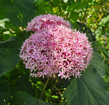 Pink mexican hydrangea for sale  Dallas