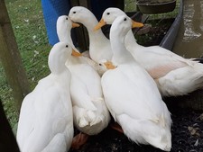 Box aylesbury duck for sale  AXBRIDGE