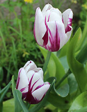 Tulpen flaming flag gebraucht kaufen  Petersberg, Wettin-Löbejün