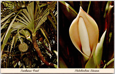 Florida tropical plants d'occasion  Expédié en Belgium