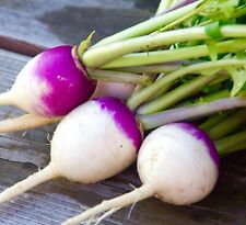 Turnip milan purple for sale  DEWSBURY