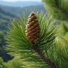 Pinus halepensis var. for sale  Oakland Gardens