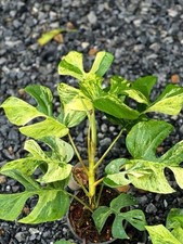 Rhaphidophora ginny migma for sale Rhaphidophora ginny migma for sale  BIRMINGHAM